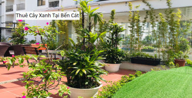 Thuê Cây Xanh Tại Bến Cát