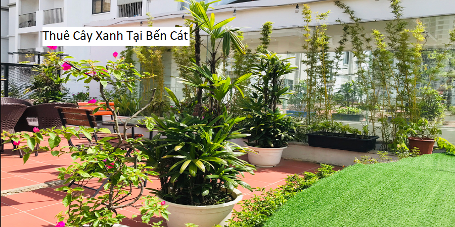 Thuê Cây Xanh Tại Bến Cát