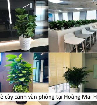 Thuê cây cảnh văn phòng tại Hoàng Mai Hà Nội