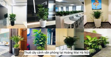 Thuê cây cảnh văn phòng tại Hoàng Mai Hà Nội