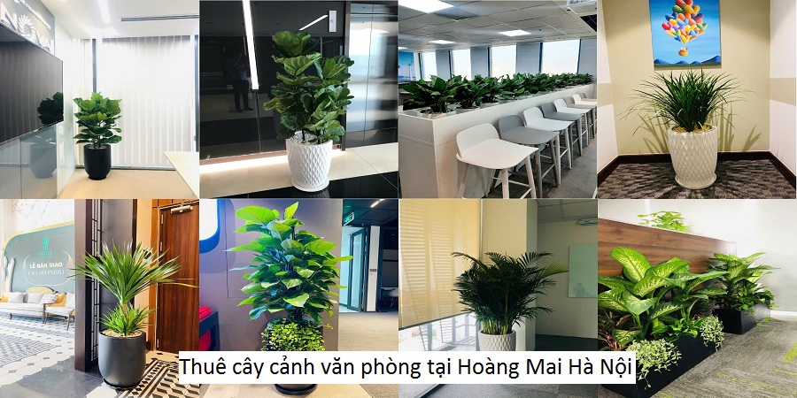 Thuê cây cảnh văn phòng tại Hoàng Mai Hà Nội
