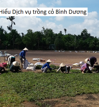 Tìm Hiểu Dịch vụ trồng cỏ Bình Dương