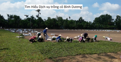 Tìm Hiểu Dịch vụ trồng cỏ Bình Dương