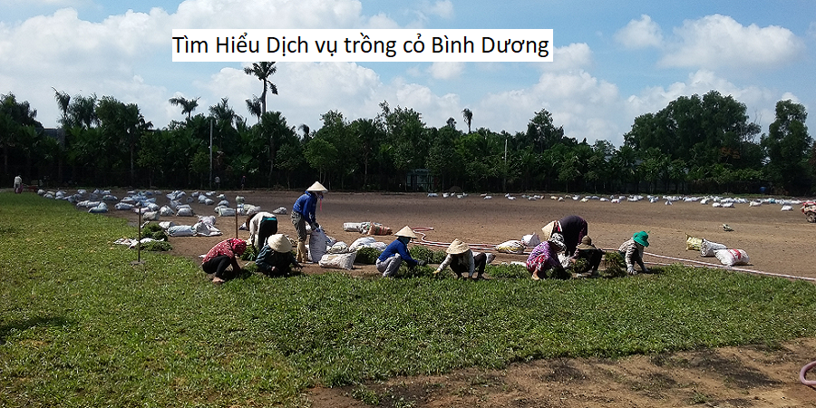 Tìm Hiểu Dịch vụ trồng cỏ Bình Dương